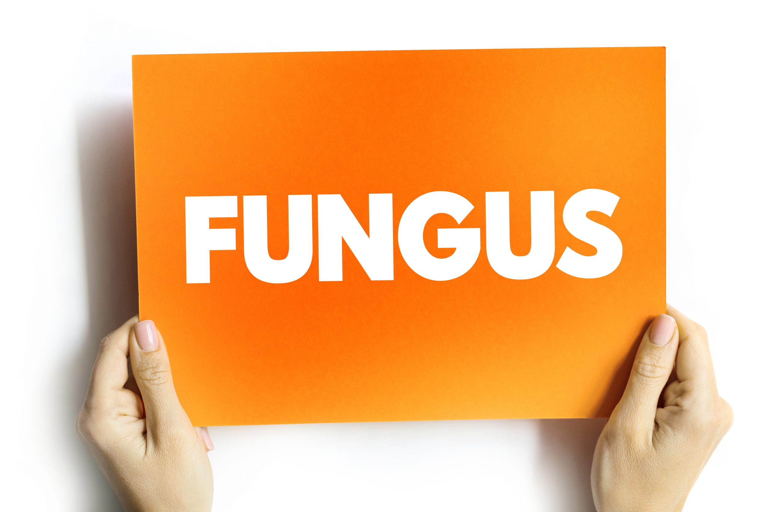 The Connection Between Toenail Fungus and Gut Health